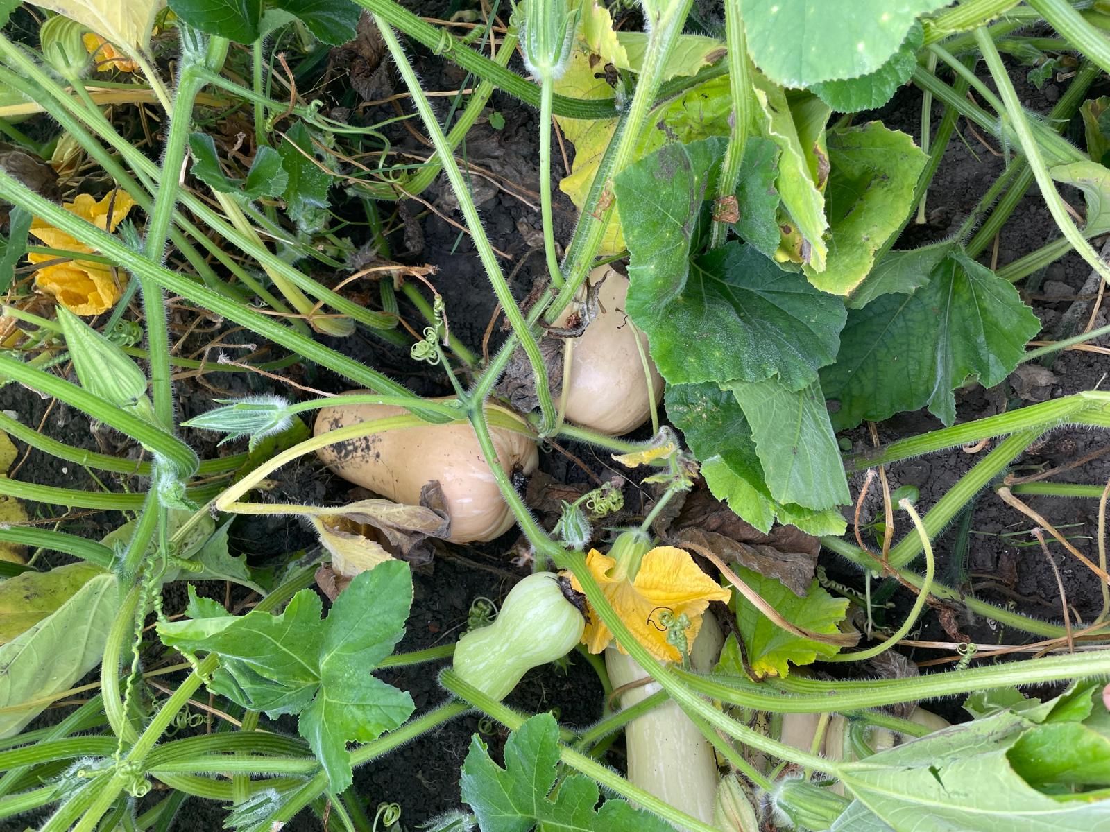 biologische flespompoenen